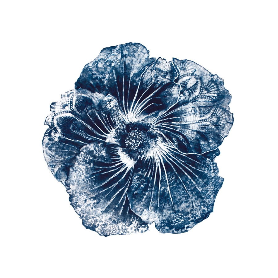Blue Hibiscus 1