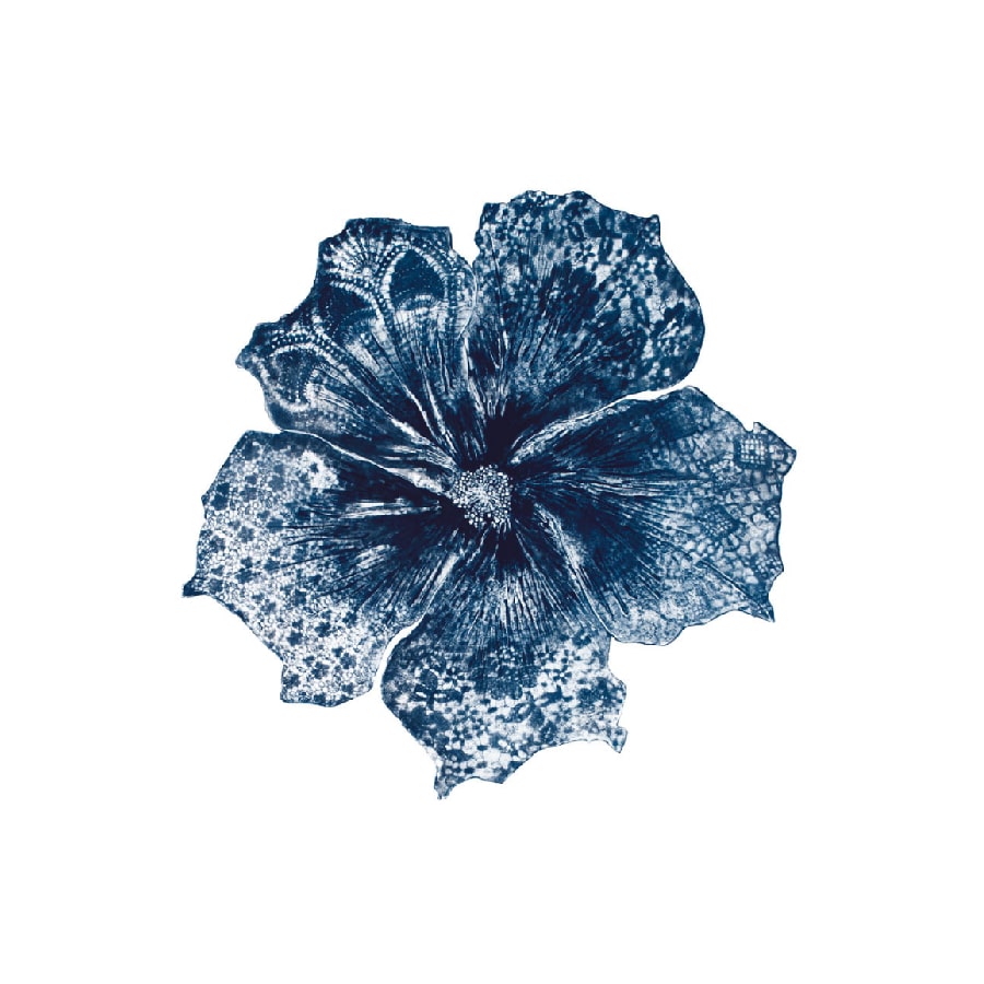 Blue hibiscus 2