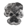 Vintage Pansy 2 Unframed