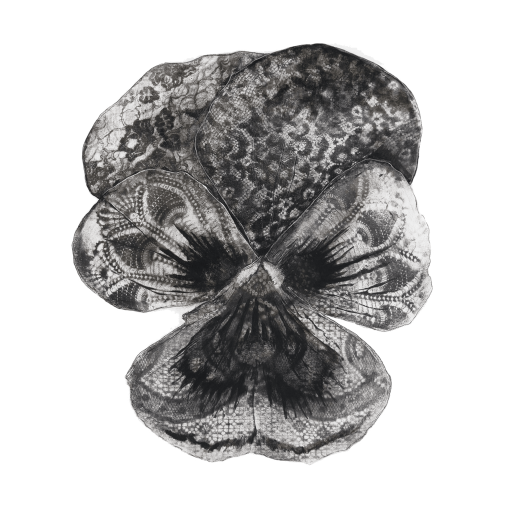 Vintage Pansy 2 Unframed
