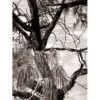 Island Tide 2