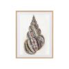 Coquille 1
